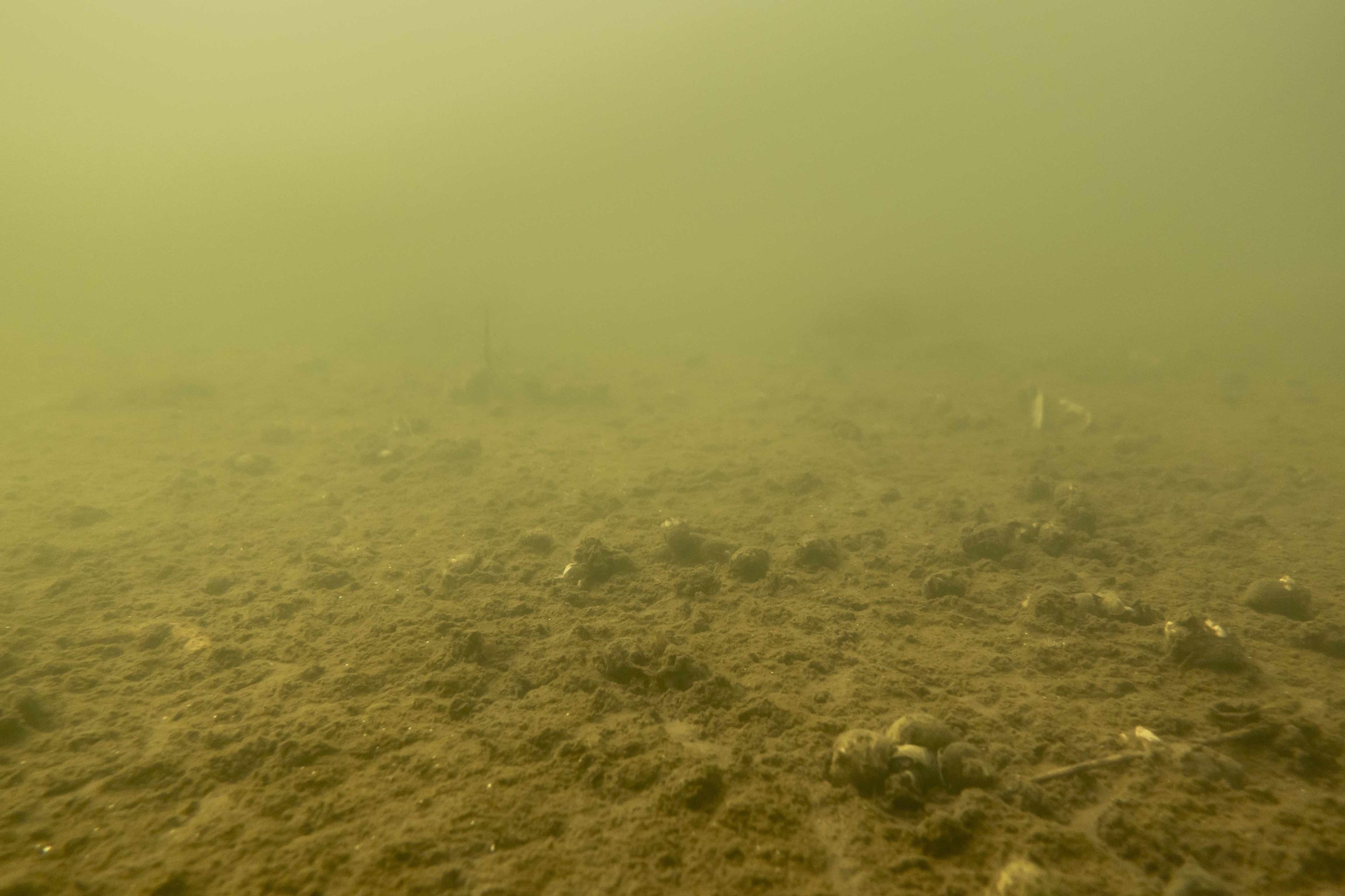 Død havbund uden fisk og med rådnende planter har skabt stor opmærksomhed de senere år. Med en grøn trepart, der omlægger store landbrugsarealer, skal vandmiljøet have kunstig ilt. Nu er forskere og organisationer bekymrede for effekten. 