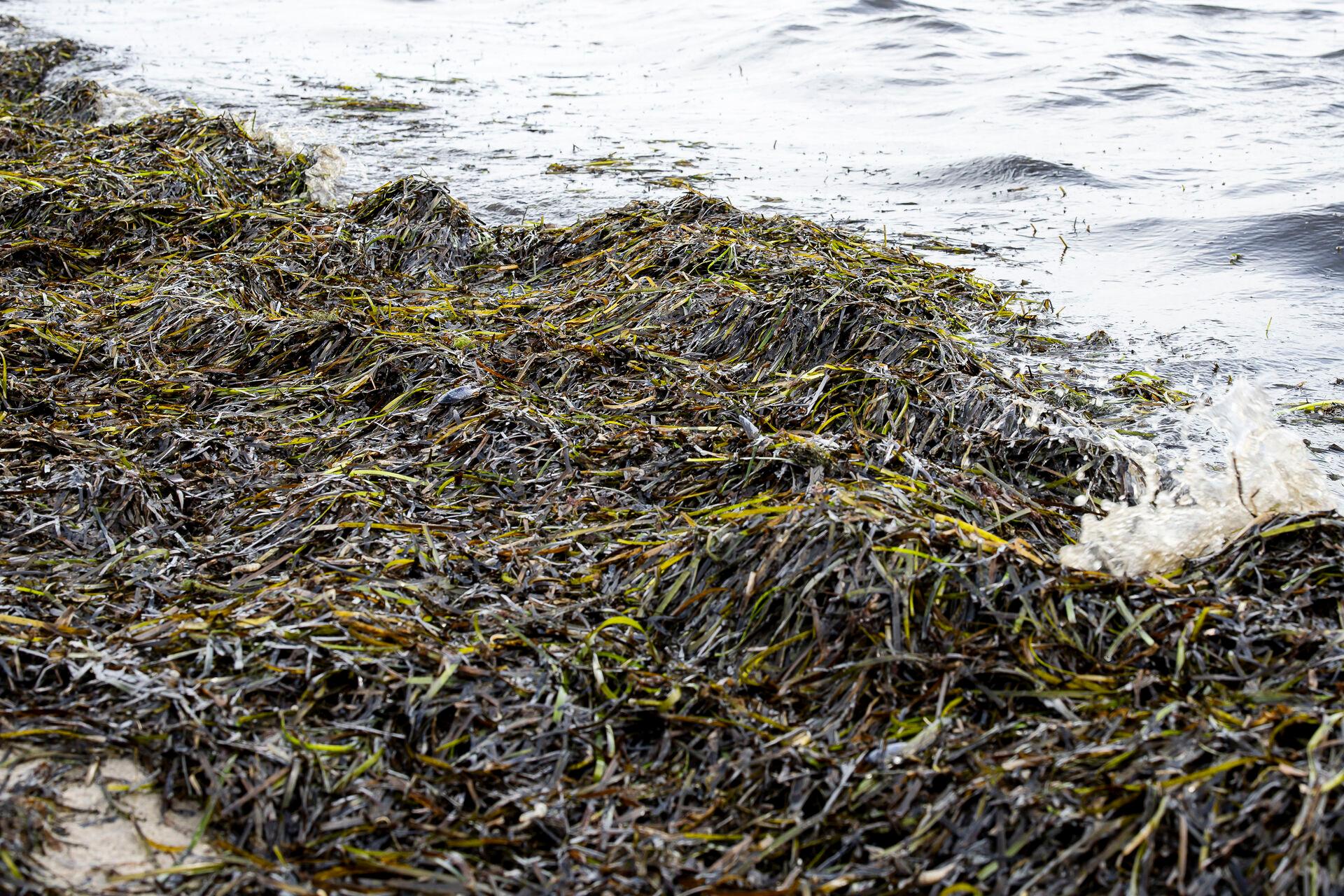   Alger og iltsvind endte med at fylde en meget stor del af trepartsforhandlingerne, som egentlig startede med at handle om klima og mere biodiversitet. 