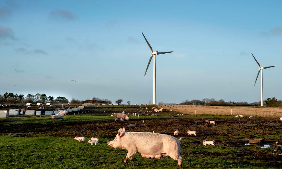 Måske skulle man lade VE-området kopiere husdyrbrugets godkendelsesordninger, funderer Randers-politker Jens Peter Hansen (V) i dette indlæg.
Billedet stammer fra en økologisk svinefarm i Vestjylland.